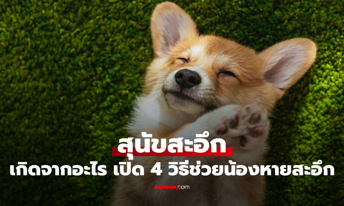 ทาสต้องรู้! สุนัขสะอึกเกิดจากอะไร เปิด 4 วิธีช่วยน้อง