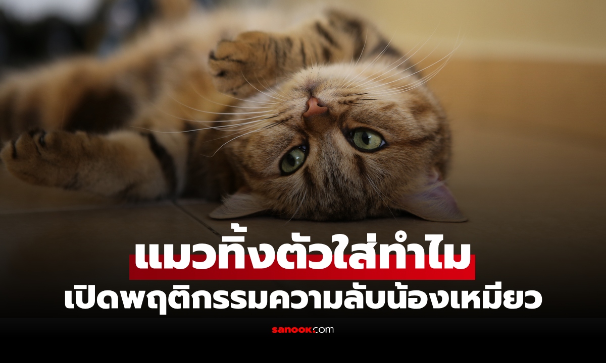 แมวทิ้งตัวใส่ หมายความว่ายังไง ผู้เชี่ยวชาญ เผยพฤติกรรม รู้แล้วจะเข้าใจน้องมากขึ้น!