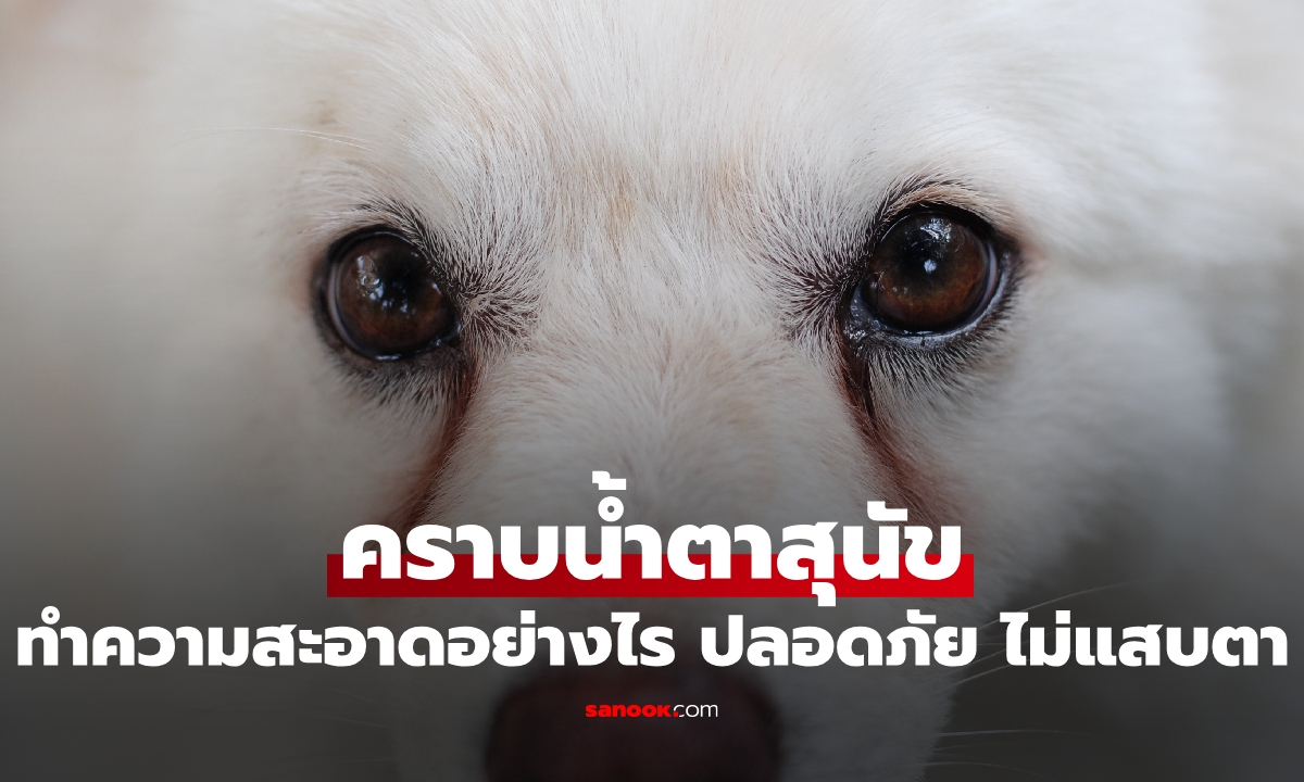 ทำตามง่ายมาก! วิธีทำความสะอาดคราบน้ำตาสุนัข ด้วยของใกล้ตัว