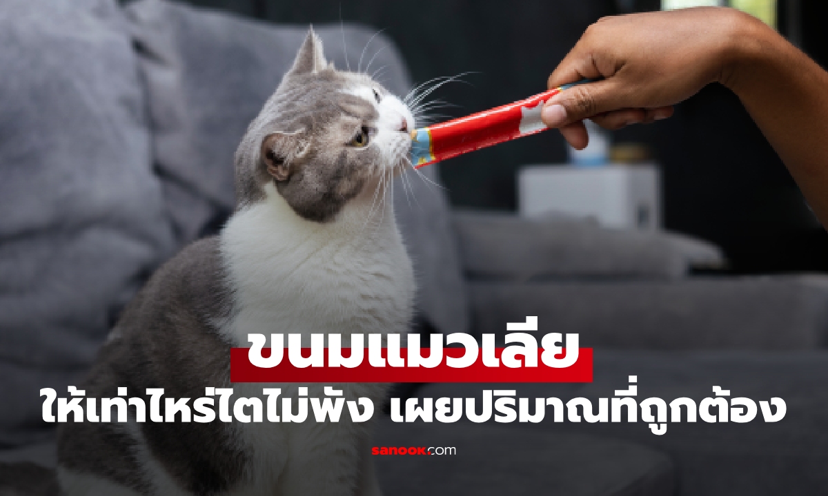 ให้วันละกี่ซองดี? ขนมแมวเลีย ให้บ่อยแค่ไหนไตถึงไม่พัง รู้ไว้ก่อนสาย