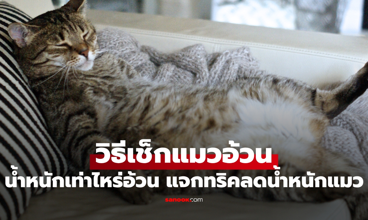 อย่าปล่อยให้สาย! แมวน้ำหนักเท่าไหร่ถึงอ้วน แจกวิธีลดน้ำหนักแมว