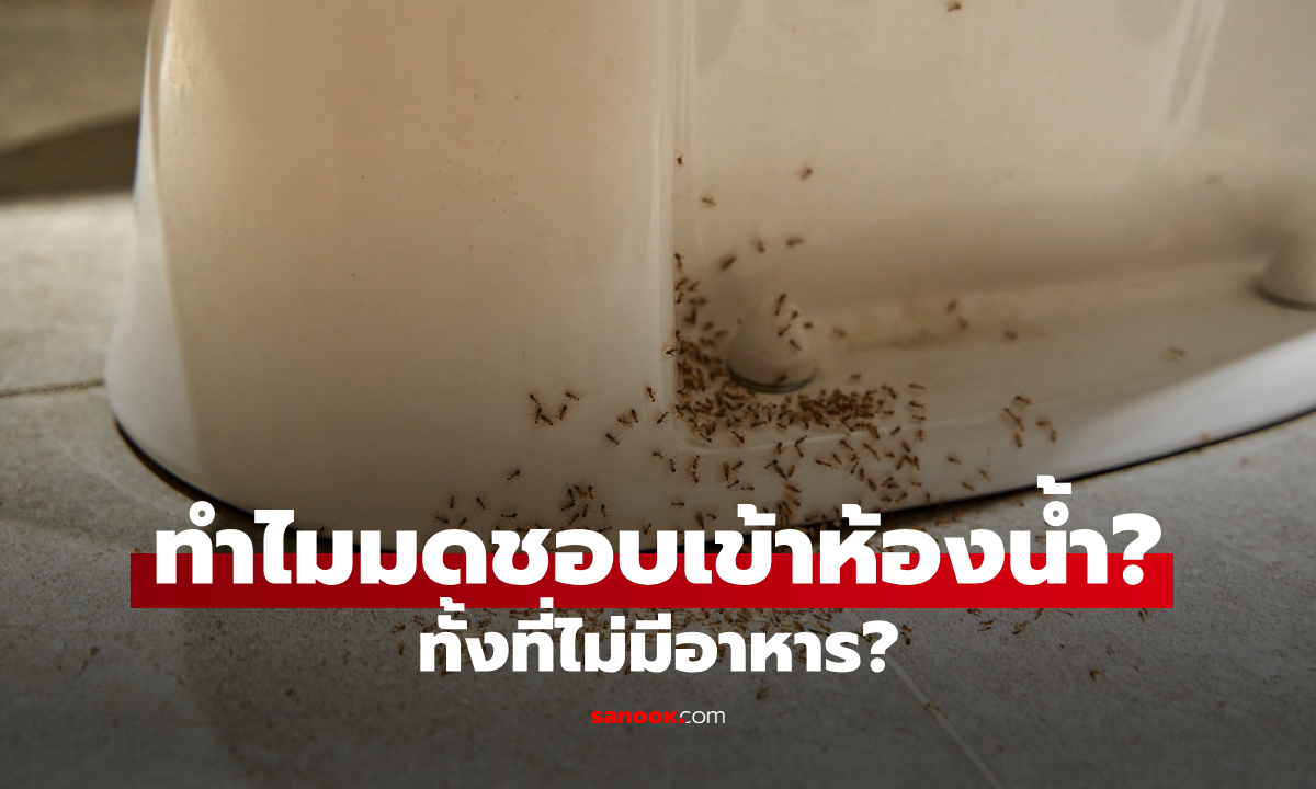 ทำไมมดขึ้นห้องน้ำ ทั้งที่ไม่มีอาหาร? 5 เหตุผลที่มดชอบเข้าห้องน้ำ
