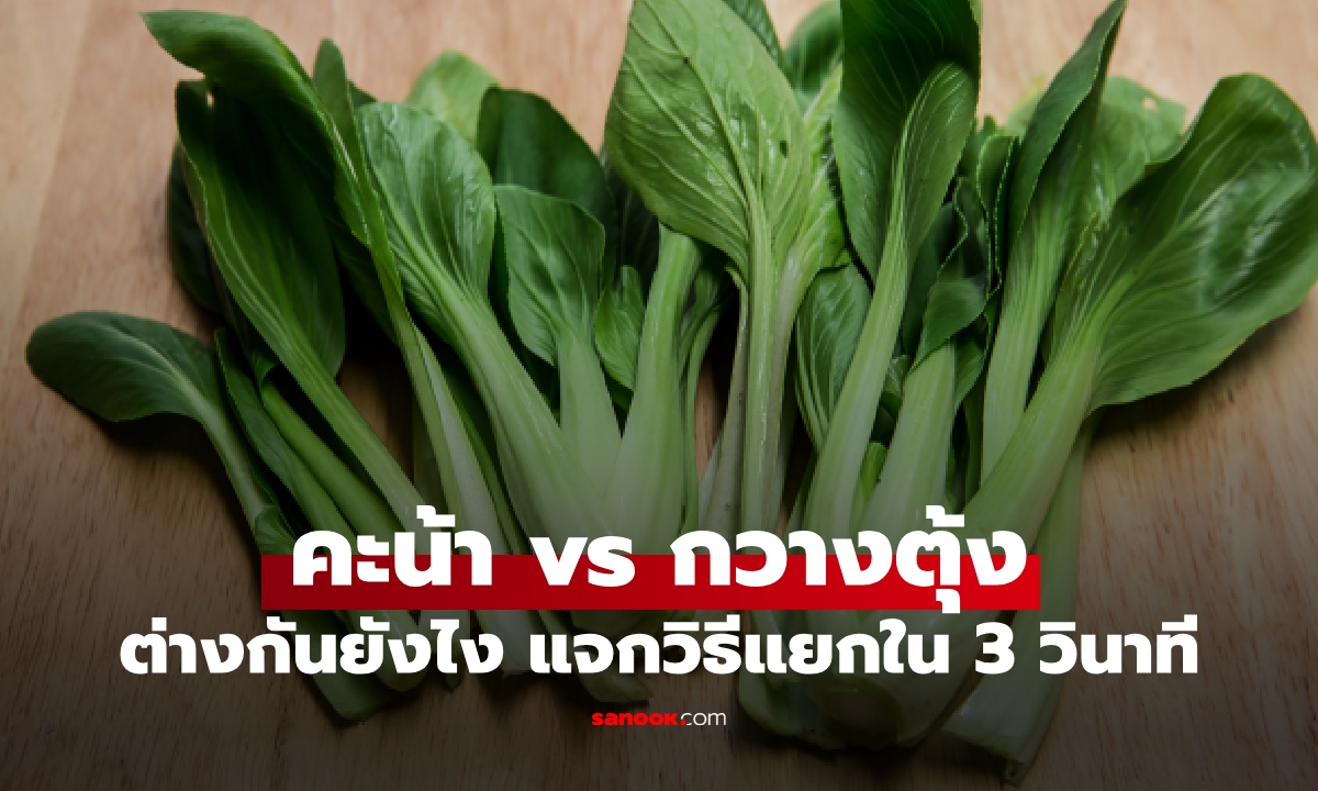 แยกไม่ออก คะน้า กับ กวางตุ้ง ต่างกันยังไง? แจกวิธีแยกใน 3 วินาที