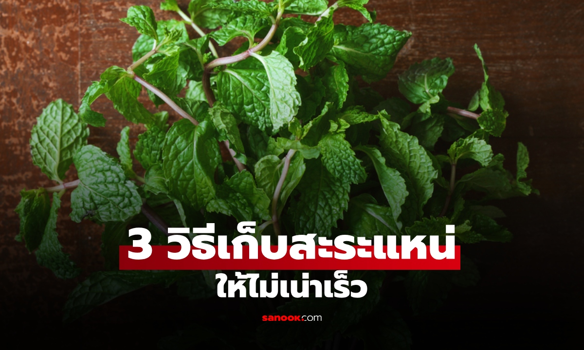 วิธีเก็บใบสะระแหน่ ไม่ให้เน่าเร็ว รวม 3 เคล็ดลับ ช่วยยืดอายุ เก็บได้นานขึ้น