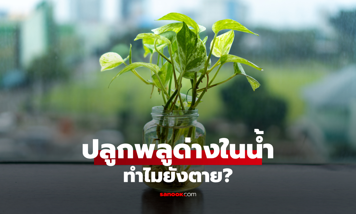 พลูด่างปลูกในน้ำ ทำไมยังตาย? เปิด 7 ข้อผิดพลาดที่หลายคนไม่รู้ พร้อมวิธีเลี้ยงให้รอด