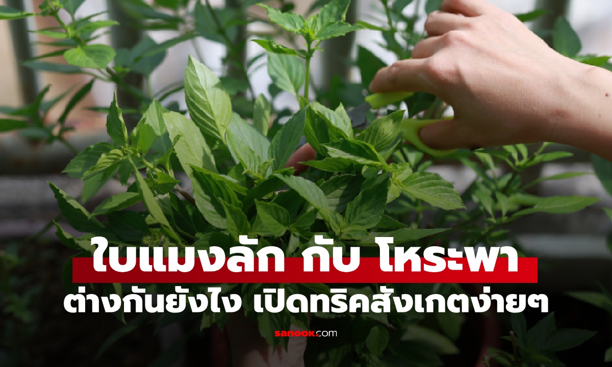 ยืนงงหน้าแผงผัก! ใบแมงลัก กับ โหระพา ต่างกันยังไง เปิดทริคสังเกตง่ายๆ