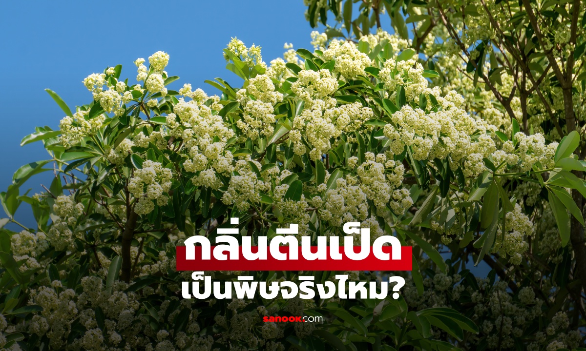 ทำไมดอกต้นตีนเป็ดถึงมีกลิ่นแรง? เฉลยสาเหตุที่หลายคนได้กลิ่นแล้วต้องร้องยี้