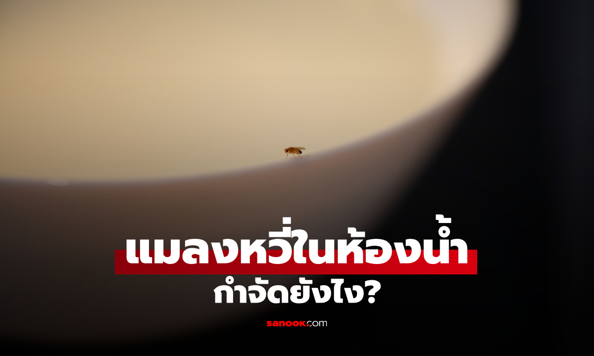 วิธีไล่แมลงหวี่ในห้องน้ำให้หมดจด จัดการตรงจุด ไม่กลับมากวนใจอีก