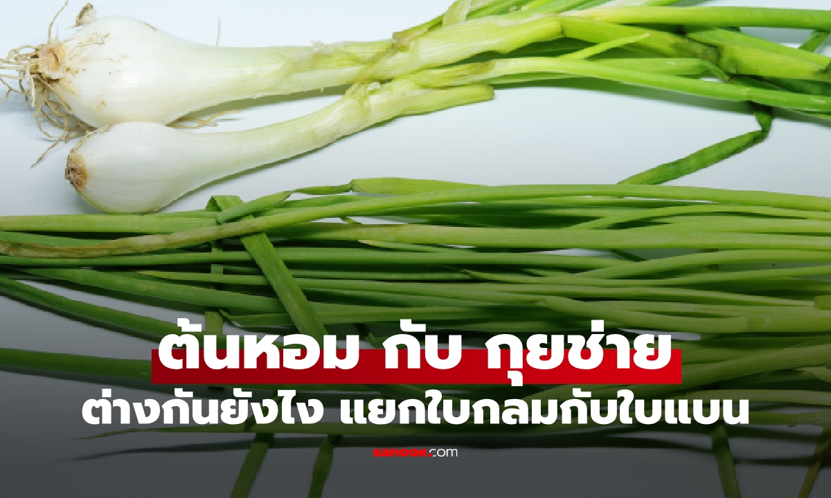 อย่าหยิบสลับ! ต้นหอม กับ กุยช่าย ต่างกันยังไง แยกใบกลมกับใบแบน