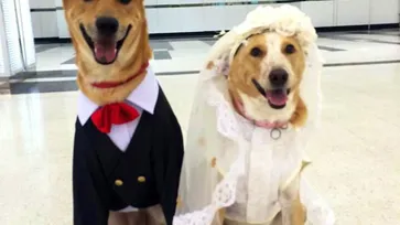 น่ารัก! งานแต่งงานสุนัขไทยคู่แรกของประเทศ