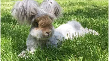 รู้จักกับ วอลลี่ กระต่ายแสนน่ารัก ที่กำลังดังในอินสตาแกรม