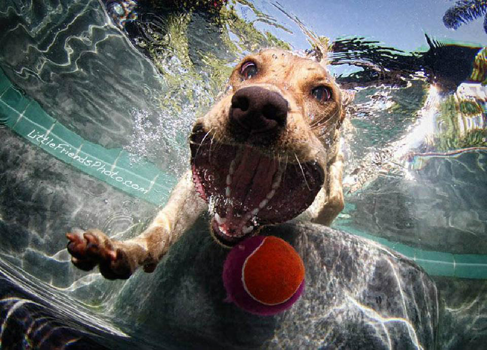 ช็อตหายาก! ชมภาพเด็ด เมื่อน้องหมากระโดดงับลูกบอลใต้น้ำ