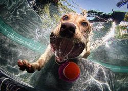 ช็อตหายาก! ชมภาพเด็ด เมื่อน้องหมากระโดดงับลูกบอลใต้น้ำ