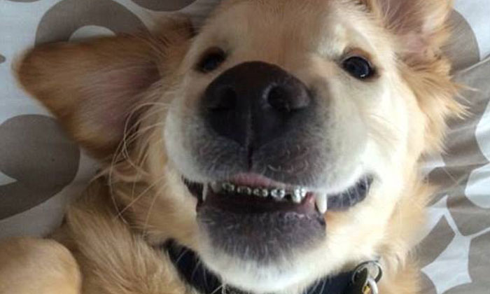 มาดูน้องหมามีปัญหาช่องปาก จึงทำให้กลายเป็น “เจ้าตูบฟันเหล็ก”