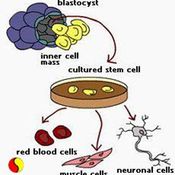 สเต็มเซลล์ หรือเซลล์ต้นกำเนิดคืออะไร