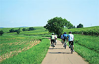 ปั่นจักรยานผลาญแคลอรี