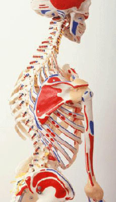 ดื่มน้ำอัดลมระวังกระดูกพรุน!