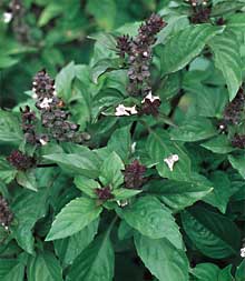 ประโยชน์ใกล้ตัว  พืชผักสวนครัวใกล้บ้าน