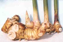 ประโยชน์ใกล้ตัว  พืชผักสวนครัวใกล้บ้าน