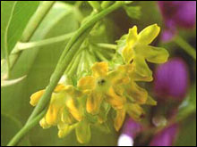 ต้นขจร...อาหารบำรุงฮอร์โมนหญิง