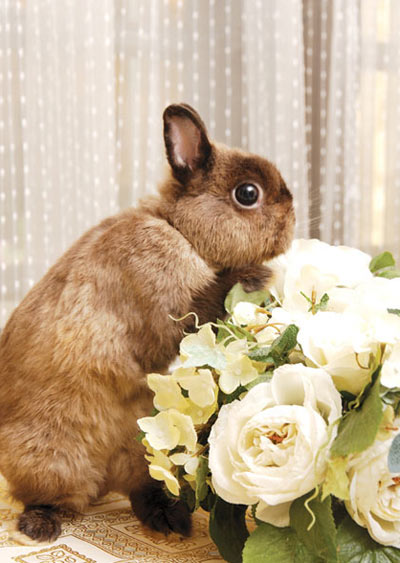 PetMania : พฤษภาคม 2552