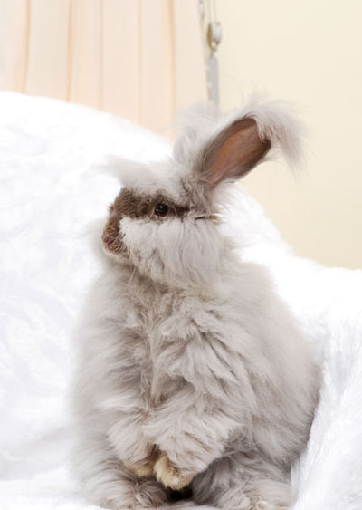 PetMania : พฤษภาคม 2552