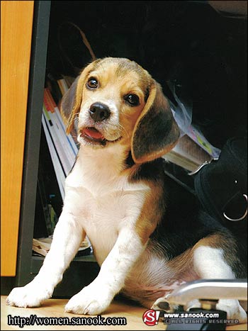 PetMania : มีนาคม 2552