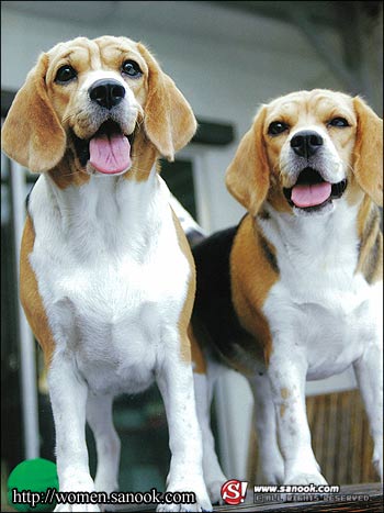 PetMania : มีนาคม 2552