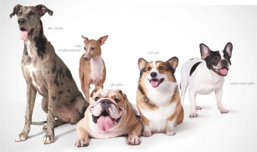 Pet Mania : กันยายน 2551