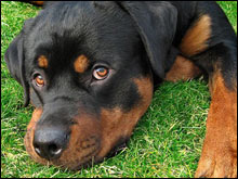 ร็อทไวเลอร์