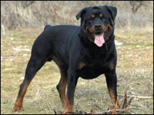 ร็อทไวเลอร์