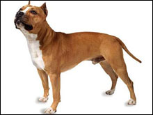 สแตฟฟอร์ดเชียร์เทอร์เรียร์