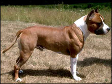 สแตฟฟอร์ดเชียร์เทอร์เรียร์