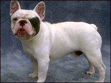 ฟเร็นช บลูด็อก