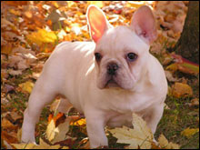 ฟเร็นช บลูด็อก