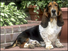 บาสเซ็ทฮาวด์