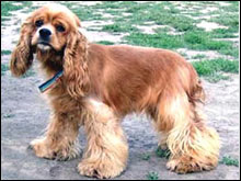 อเมริกัน ค็อกเกอร์