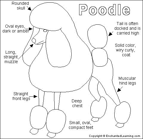 พุดเดิ้ล
