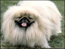 ปักกิ่ง