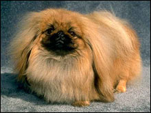 ปักกิ่ง