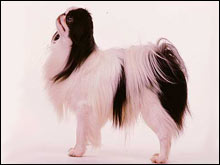 แจแปนนิส ชิน