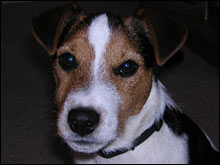 แจ็ค รัสเซลล์ เทอร์เรีย