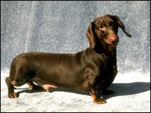 ดัชชุนด์