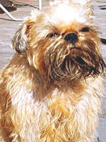 บรัสเซ็ลส กริฟฟอน