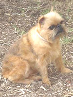 บรัสเซ็ลส กริฟฟอน