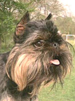 บรัสเซ็ลส กริฟฟอน