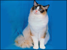 แรคดอลล์