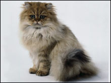 เปอร์เซีย