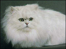 เปอร์เซีย