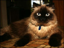 หิมาลายัน